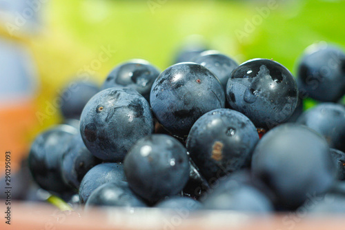 harvest fresh blue isabella grapes,