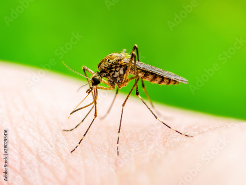 Encephalitis, Yellow Fever, Malaria Disease, Mayaro or Zika Virus Infected Culex Mosquito Parasite Insect Macro on Green Background