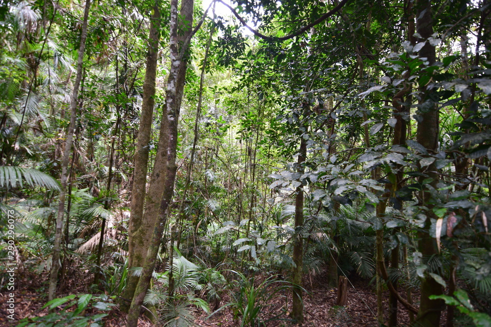 Obraz premium ケアンズの自然