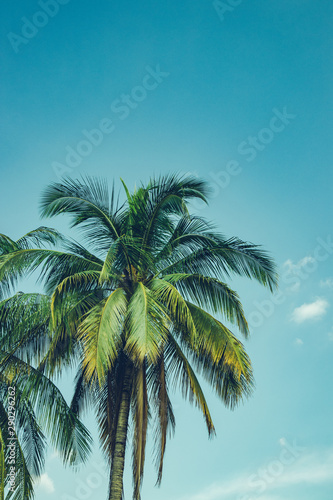 Coconut palm tree foliage under sky. Vintage background. Retro toned poster. © sk901