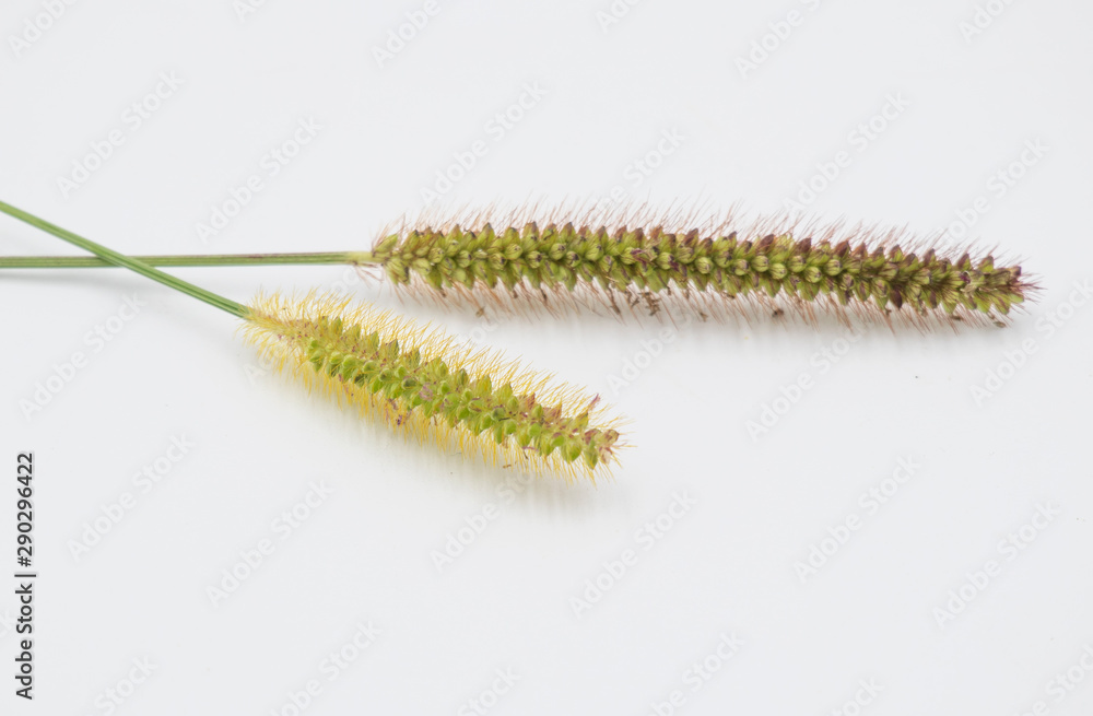 Ornamental grass flower in white background Ornamental grass flower in white background