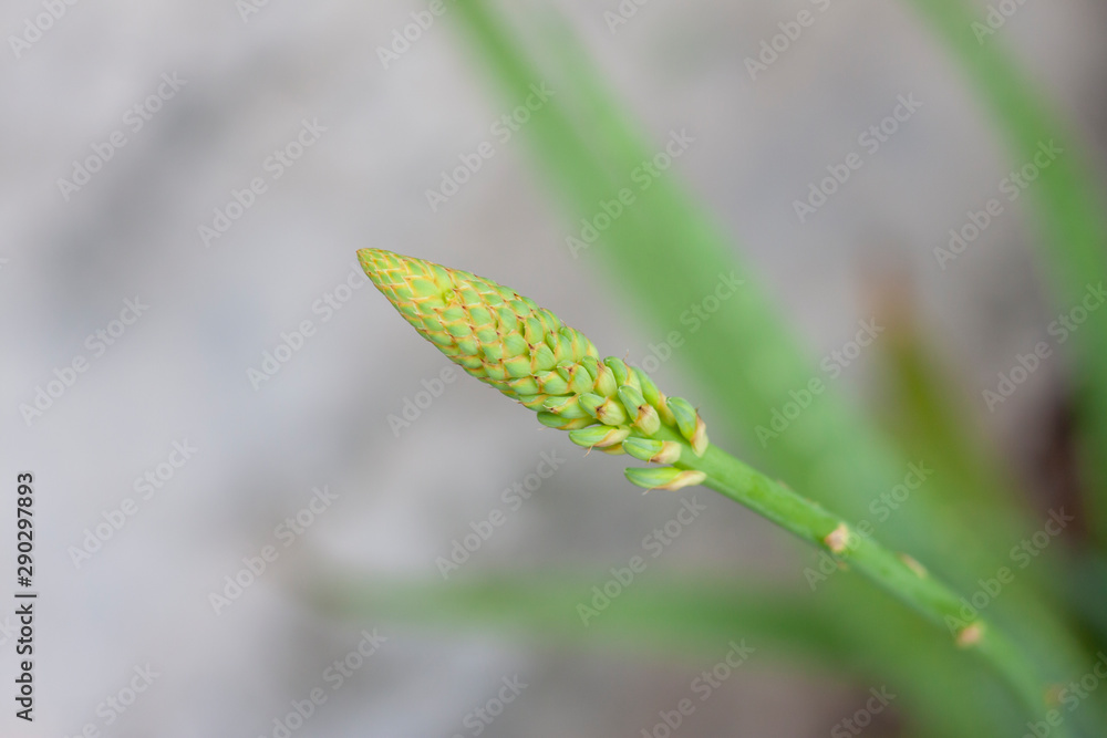 Flower of Aloe Vera tree bloom on blur nature background. Flower of Aloe Vera tree bloom on blur nature background.