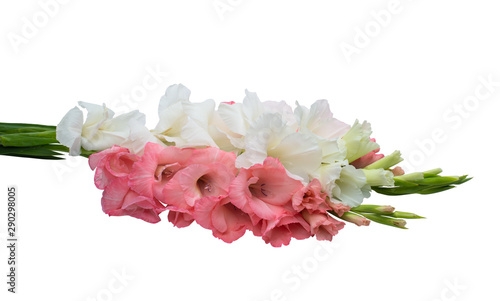 gladiolus flowers isolated