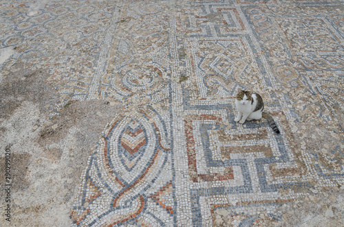 a cat in the ancient city efes