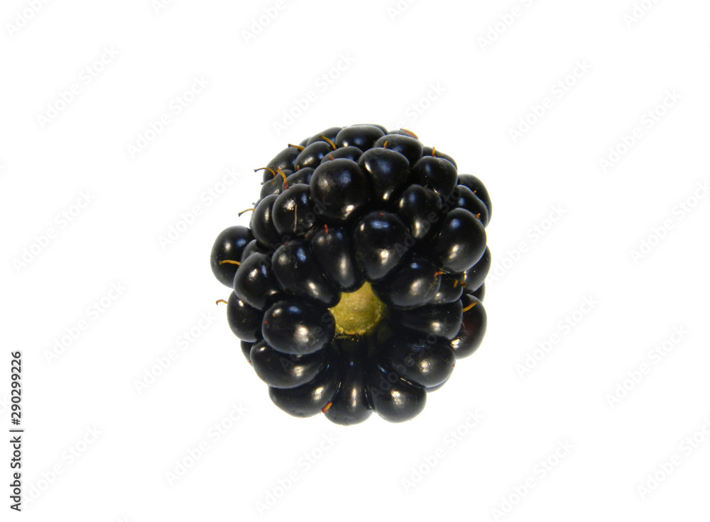 blackberry isolated on white background blackberry isolated on white background