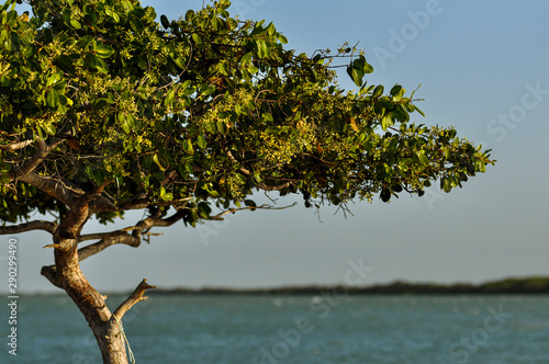 Árvore no Mangue de Galinhos photo