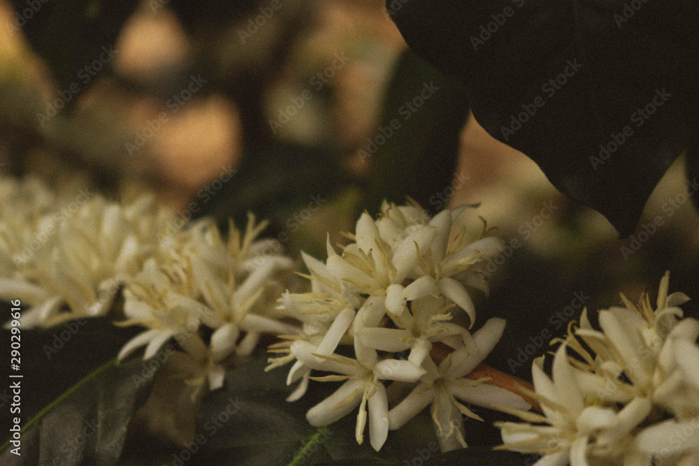 Coffee Flowers Coffee Flowers