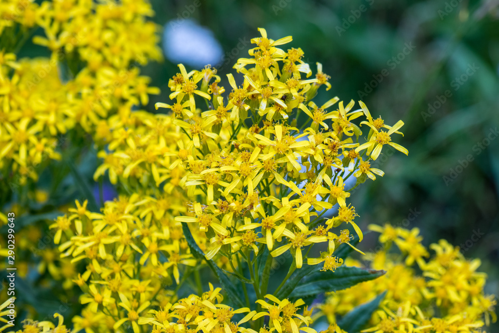 Wildflowers Wildflowers