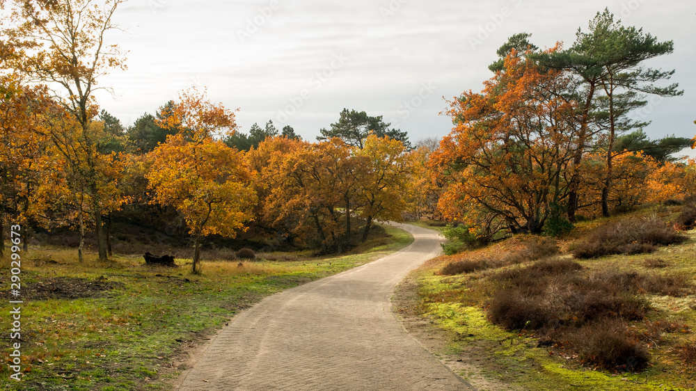 Obraz premium Curved brick road through a forest in autumn colors