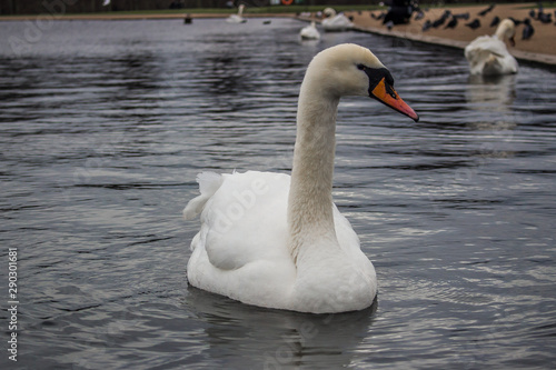 Elegance of a white swan