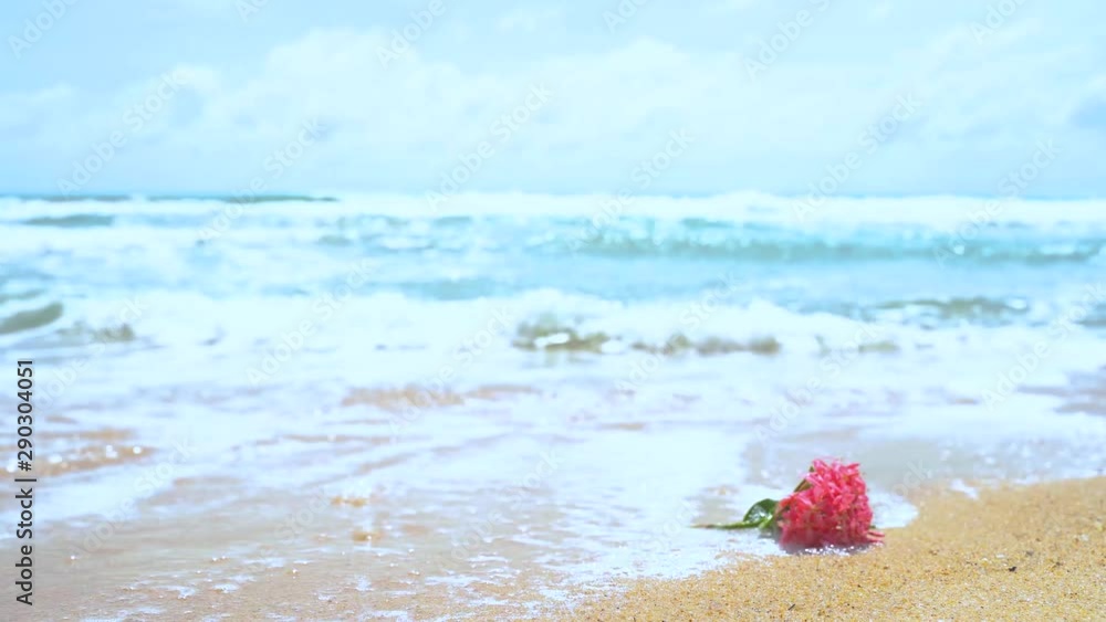 Beaches and flowers on the beach during the rainy season. Phuket, Thailand Beaches and flowers on the beach during the rainy season. Phuket, Thailand