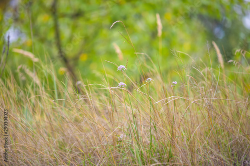 Fresh green summer grass closeup. Soft Focus. Abstract Nature Background