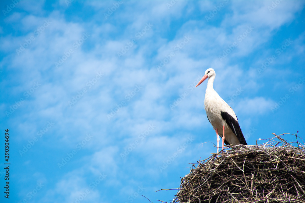 stork bird perching on nest under blue cloudy sky stork bird perching on nest under blue cloudy sky