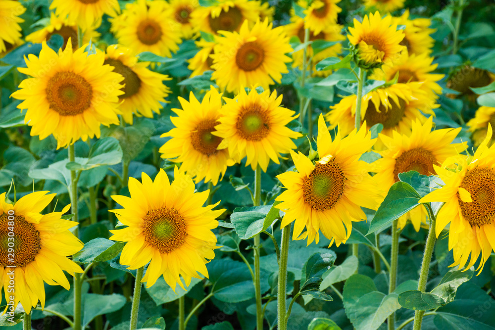 blooming sunflowers on field in bright sunlight blooming sunflowers on field in bright sunlight