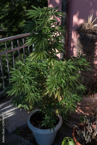 Marijuana potted on the balcony of the house