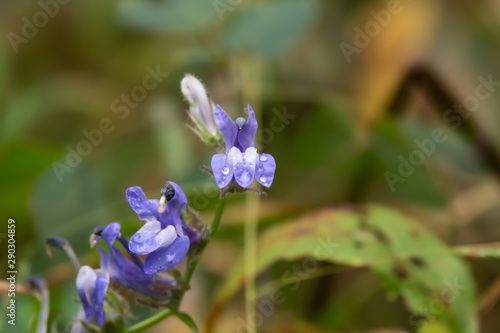 Wallpaper Mural Rain on Great Blue Lobelia Flowers in Summer Torontodigital.ca