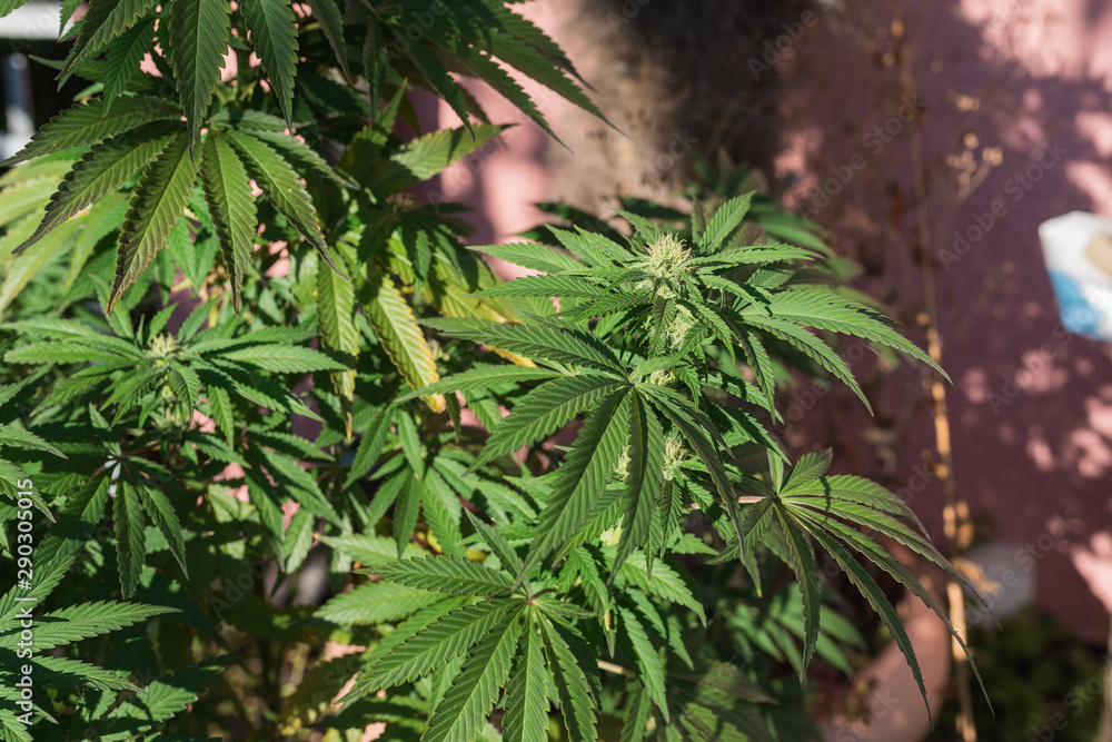 Marijuana potted on the balcony of the house Marijuana potted on the balcony of the house