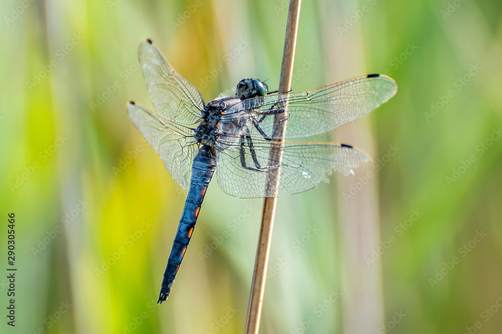 Blaue Libelle Blaue Libelle