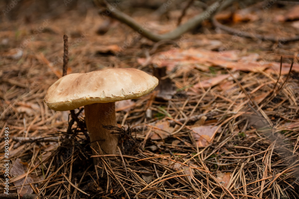 mushroom growing on ground with dry pine needles