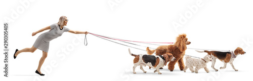 Photography Female dog walker pulled by dogs on leash