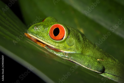 Night photography of a Red-eyed leaf frog or tree frog, or Gaudy Leaf Frog (Agalychnis callidryas). Frogs of Costa Rica. Puerto Viejo de Sarapiqui.