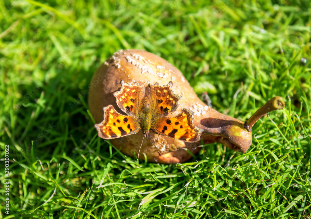 Large tortoiseshell butterfly on the pear Large tortoiseshell butterfly on the pear