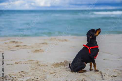 Piesek pinczer miniaturowy ratlerek na plaży nad morzem