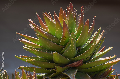 Beautiful plant, cactus, Famagusta, Cyprus
