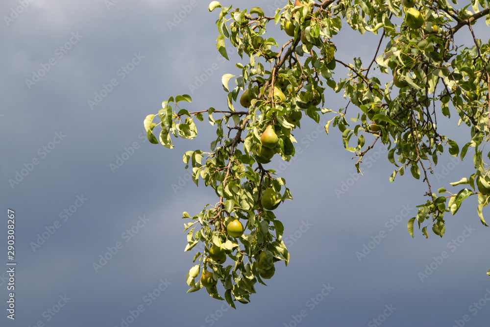 Harvest ripe tasty pears on a tree in the garden Harvest ripe tasty pears on a tree in the garden