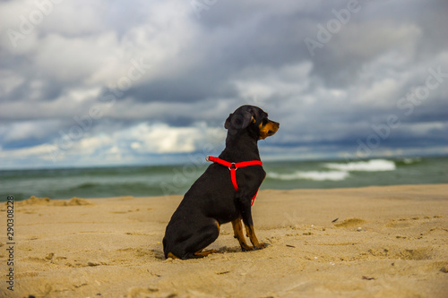 Piesek pinczer miniaturowy ratlerek na plaży nad morzem