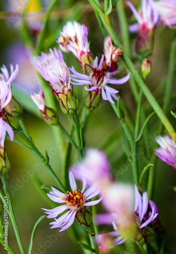 Sea aster or Tripolium pannonicum, beautiful lilac little wild flower movement under the wind in vibrant light, countryside meadow. photo