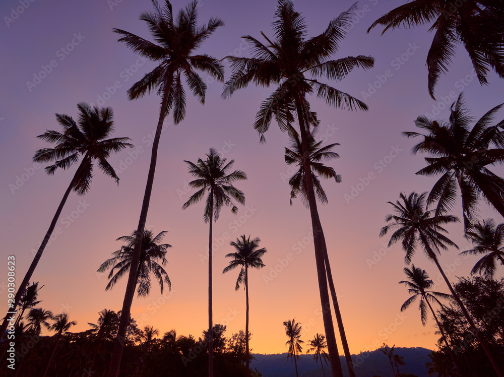 Coconut palm trees on a colourful sunset background