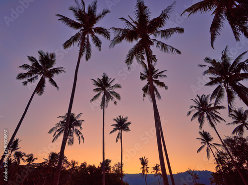 Coconut palm trees on a colourful sunset background © mizuno555