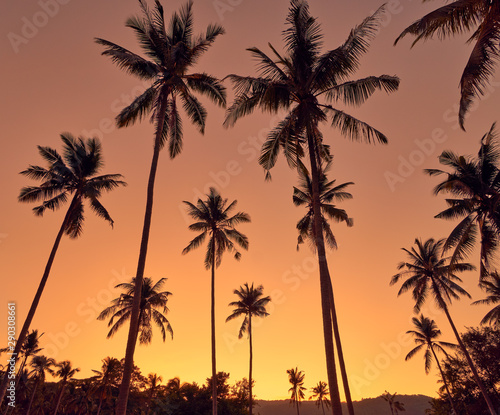 Coconut palm trees on a colourful sunset background © mizuno555