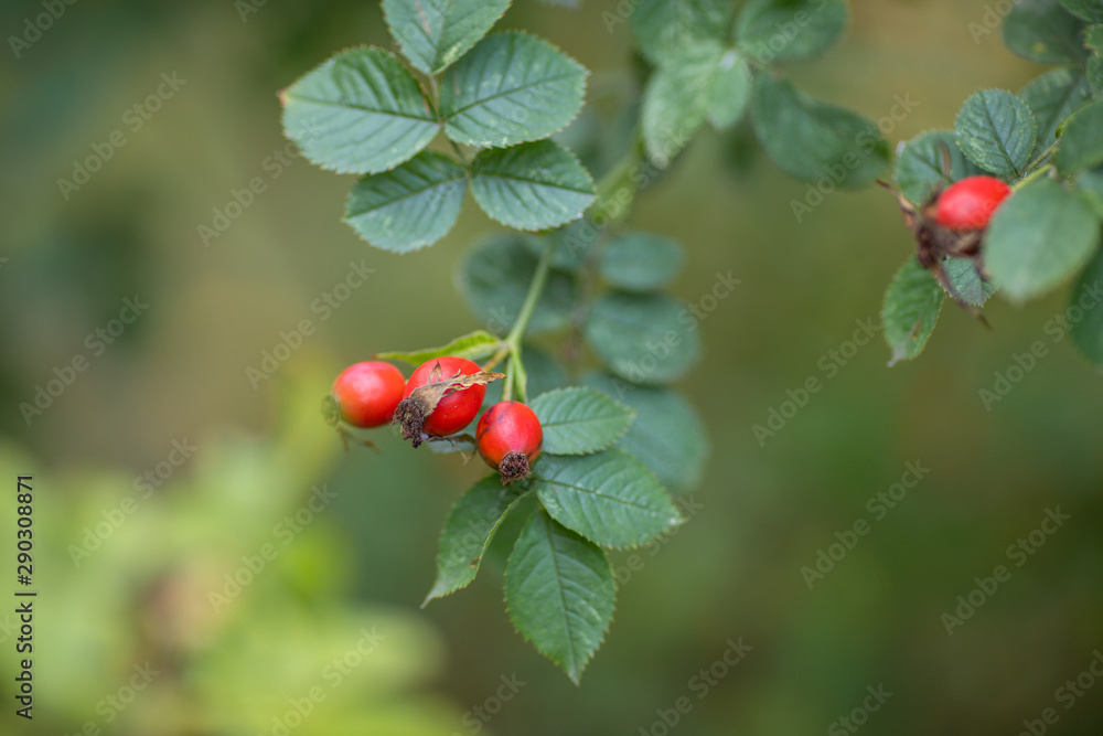 Beautiful branch of aromatic wild briar plant with bright red ripe berry. herbal tree outdoor on blur green background closeup