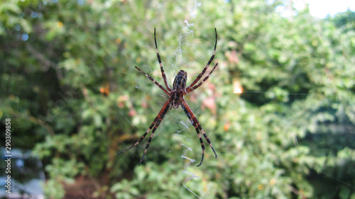 a large poisonous spider with a striped belly and long legs sits in the center of the web against the backdrop of a green garden
