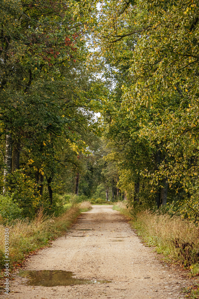 Autumn scene with colourful tree alley, rural road in September in Latvia