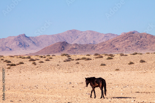 Namib wild horses  feral horses in a desert  walking into the sun