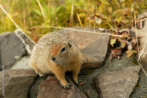 Arctic ground squirrel (Spermophilus parryii) on the tundra;  Denali National Park;  Alaska photo