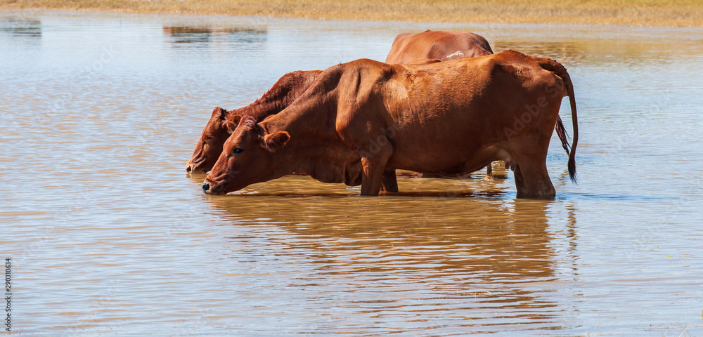 A group of brown cows drinking water, in a river, in a lake, in Africa A group of brown cows drinking water, in a river, in a lake, in Africa