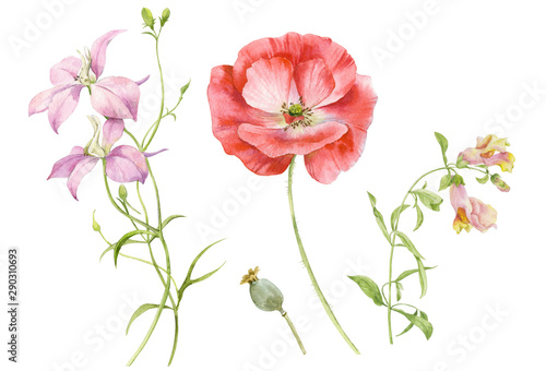 A set of watercolor flowers bright red poppy  a sprig of pink delphinium and Snapdragon. Watercolor illustration.