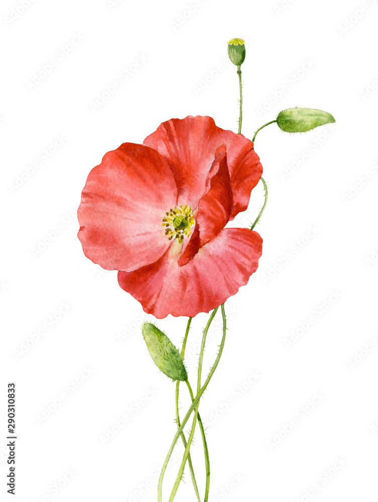 Naklejka premium Watercolor poppies bouquet. Hand painted floral illustration with leaves, seed capsule and branches isolated on white background. For design, print and fabric.