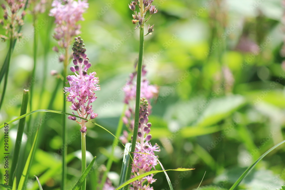 田んぼの脇のツルボと虫