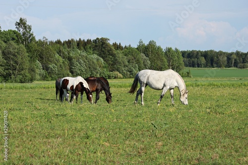 Horses on a summer pasture on a sunny summer day