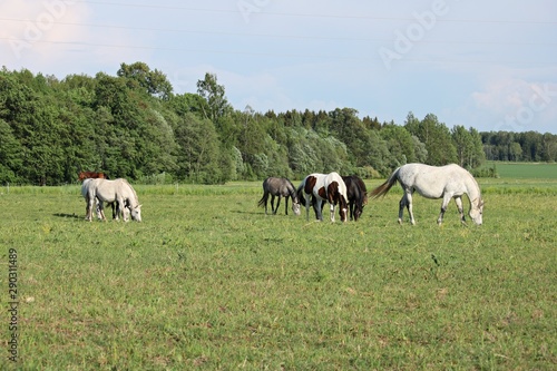 Horses on a summer pasture on a sunny summer day