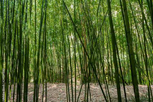 Bamboo forest in the mining town of El Pobal, in Biscay