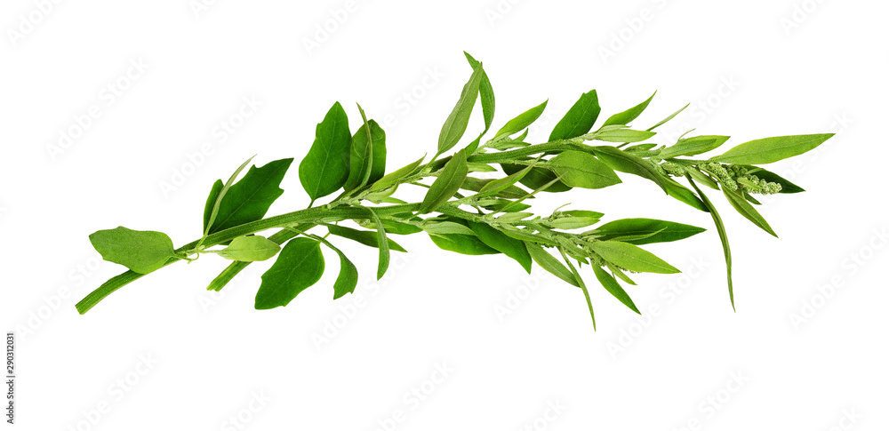 Twigs of wild green grass in a wave arrangement Twigs of wild green grass in a wave arrangement