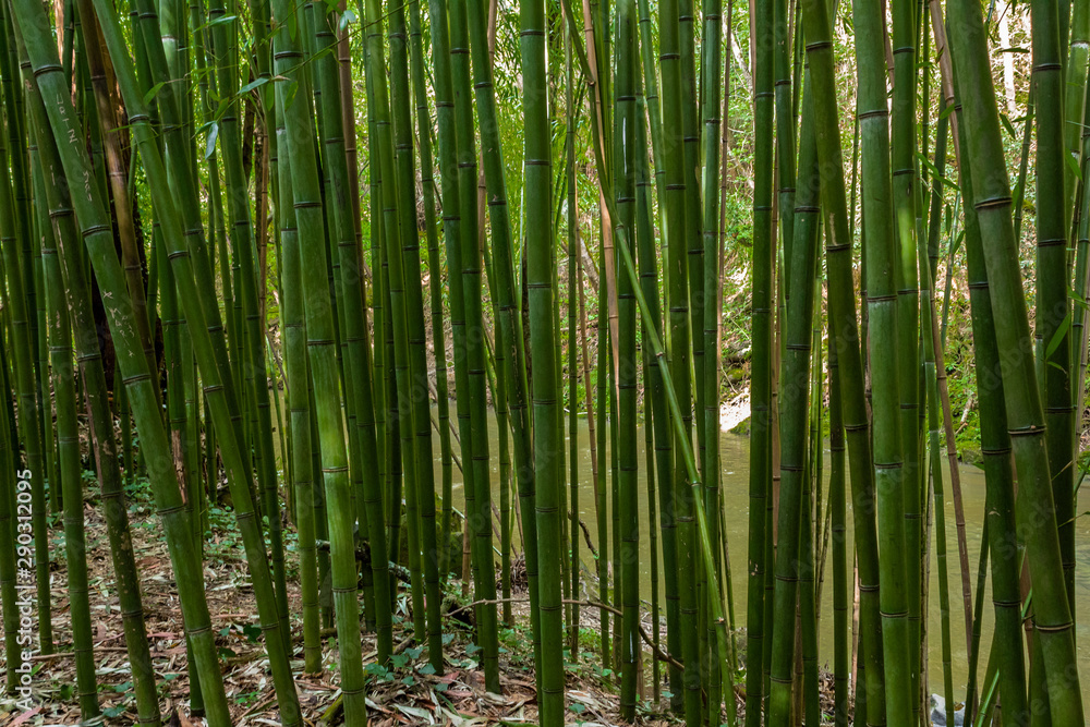 Fototapeta premium Bamboo forest in the mining town of El Pobal, in Biscay