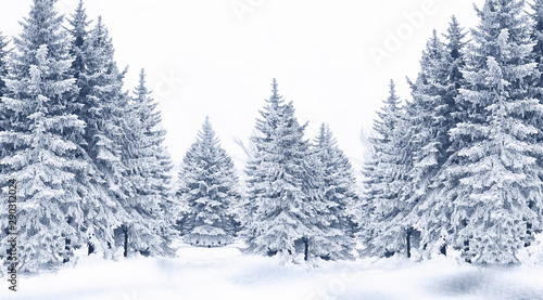 Snow-covered trees © Ortis
