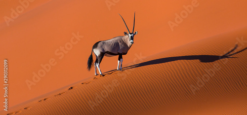 Gemsbok or gemsbuck (Oryx gazella), Namib Desert, Namibia, Africa photo